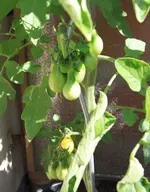 yellow pearshaped.webp