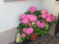 IMG_3155.webp