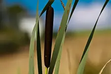 7D 8.7.11 Feld und Wiese (2 von 40).webp