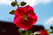 7D 8.7.11 Feld und Wiese (24 von 40).webp