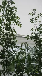 Spinnen und so 002.webp