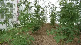 2011 Tommis 009.webp