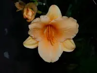 DSCI1488.webp