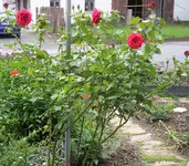 06072011 002.webp