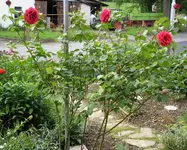 06072011 003.webp