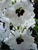 Blüten091.webp