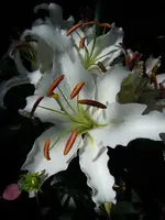 Blüten078.webp