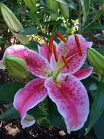 Blüten080.webp