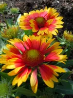 Blüten083.webp