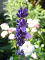 Blüten090.webp