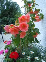 Malve504.webp