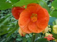 Malve422.webp