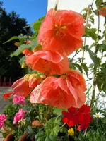 Malve505.webp