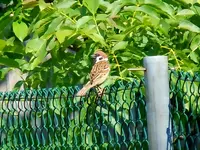 Spatzen311.webp