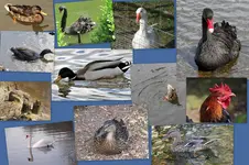 Entenvögel1.webp