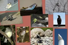 vögel.webp