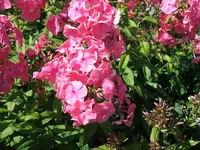 2011_0705070075.webp