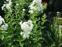 2011_0705070077.webp