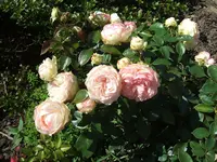 2011_0705070080.webp