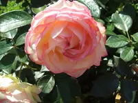 2011_0705070079.webp