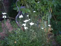 Garten 004.webp