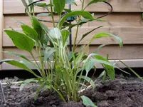 2011 07 09 009.webp