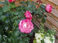 2011 07 09 014.webp