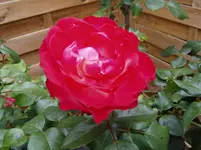 2011 07 09 023.webp