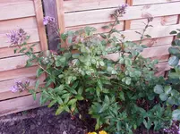 2011 07 09 025.webp