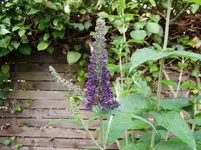 2011 07 09 029.webp