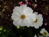 2011 07 09 027.webp