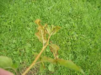 juli 11 011.webp