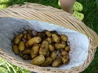 Kartoffelernte_09072011.webp