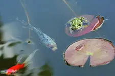 Kermit und Shubi_kleiner.webp