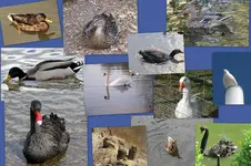 Entenvögel 3.webp