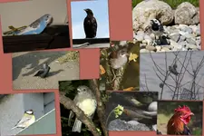 vögel1.webp