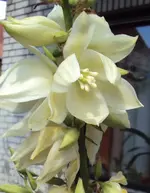 DSC01849 2011-07-09 - palmlilie (yucca).webp