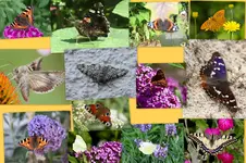 Schmetterlinge.webp