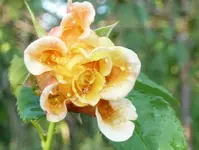 Rose Postillion mit Tropfen.webp
