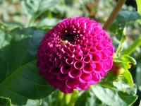 Blüten075.webp