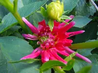 Blüten076.webp