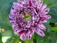 Blüten077.webp