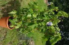 SAM_3070.webp SAM_3070.webp