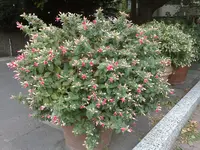 05072011254.webp