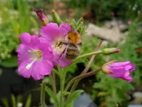 141.webp