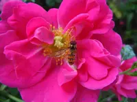 149.webp