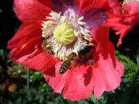 Getier037.webp