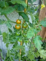 VielleichtBlackCherry_09072011.webp
