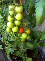 Harzfeuer_09072011.webp