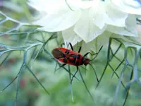 Getier044.webp